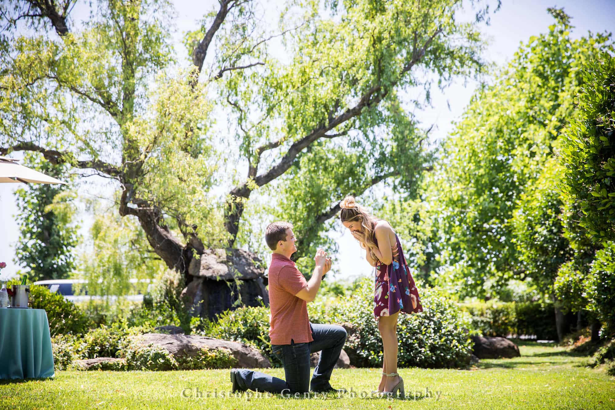 Marriage Proposal Photography at Peju Province Winery in Rutherford, California