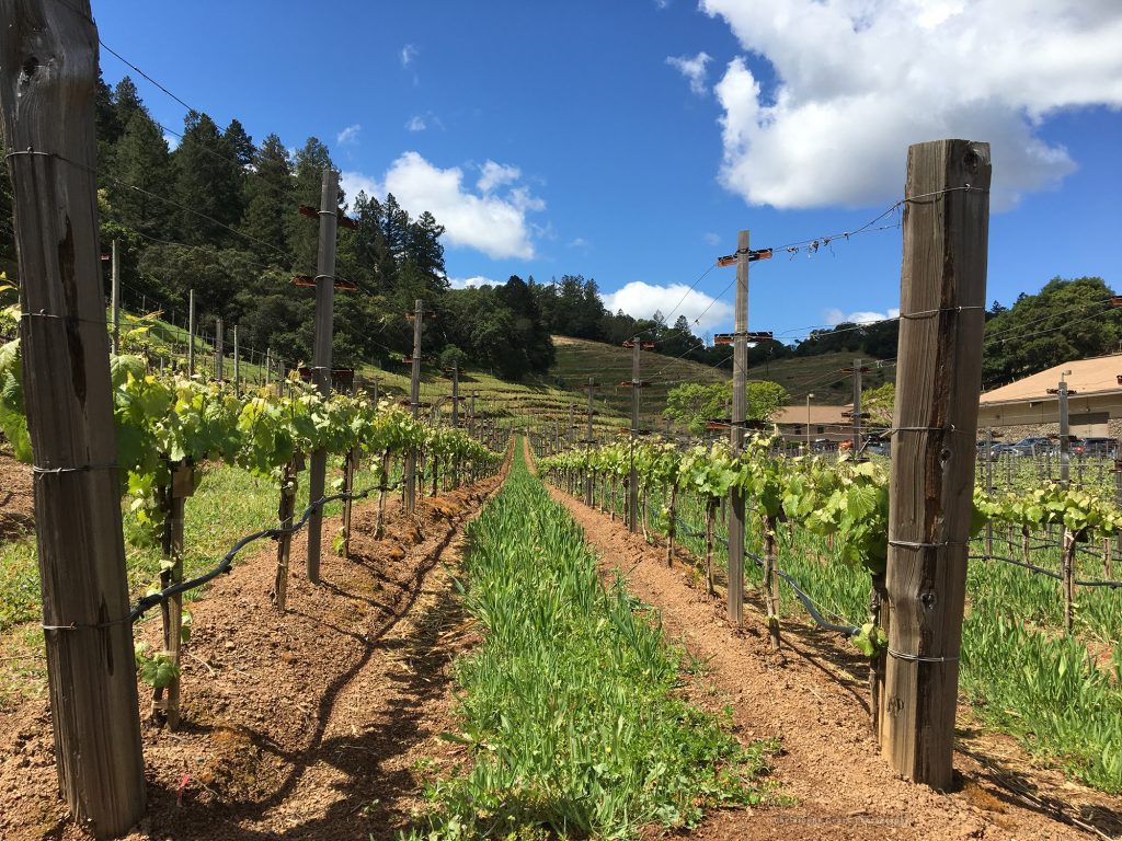 Best wineries to propose in the Napa Valley